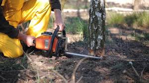Elk Grove Village, IL Tree Services Company